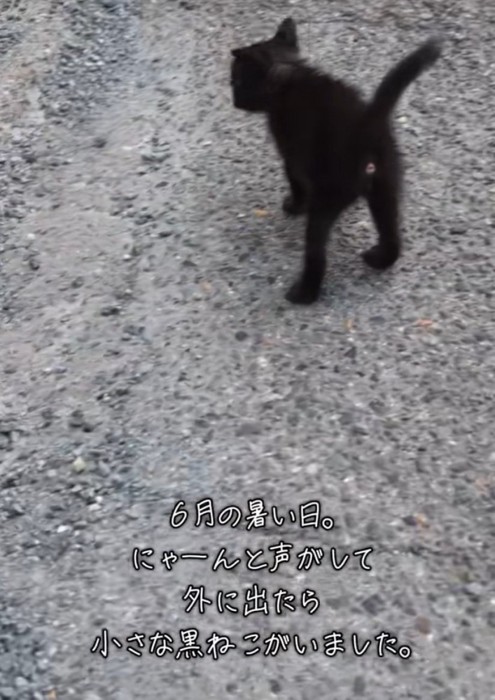 立ち止まる黒猫