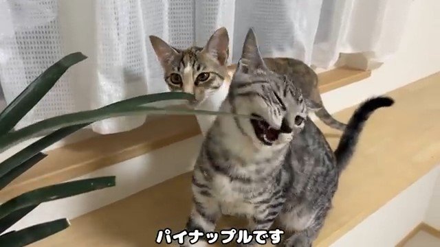 パイナップルの葉っぱをかじる猫とそれを見ている猫