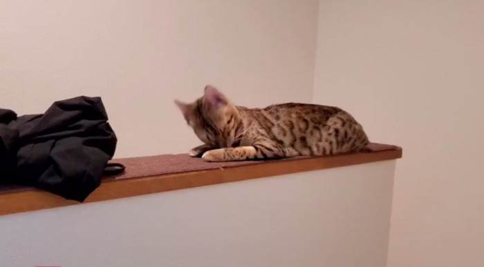 顔を上げる猫