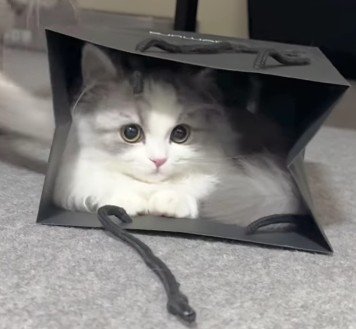 紙袋に入った猫