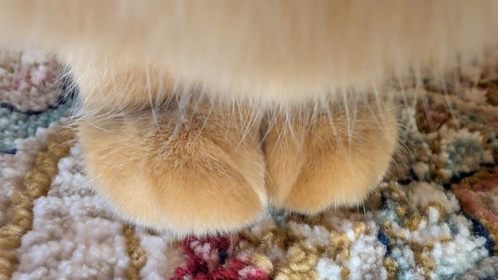 茶トラ猫の前足