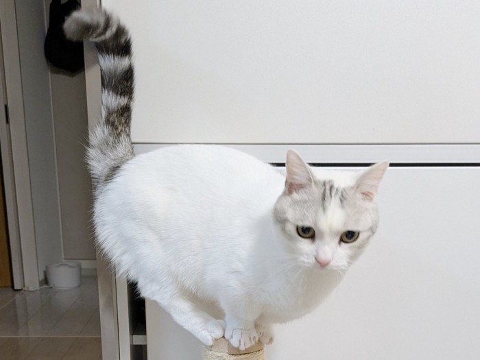少しうつむいて難しそうな表情を浮かべる猫
