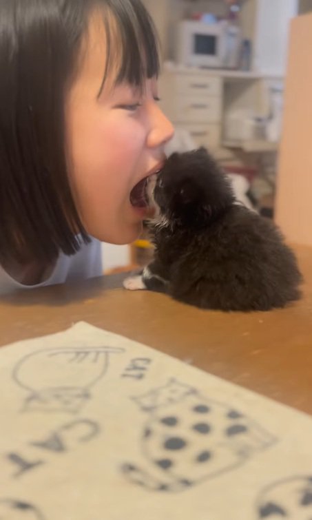 机の上にいる子猫に対して口を開ける女の子