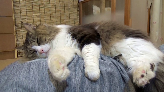人のお腹の上で寝る猫