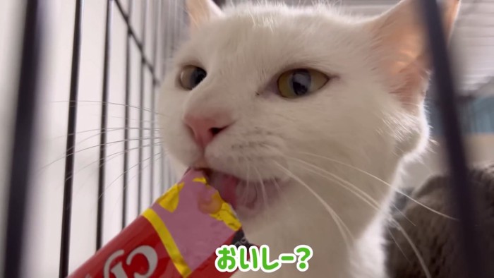 おやつを食べる猫