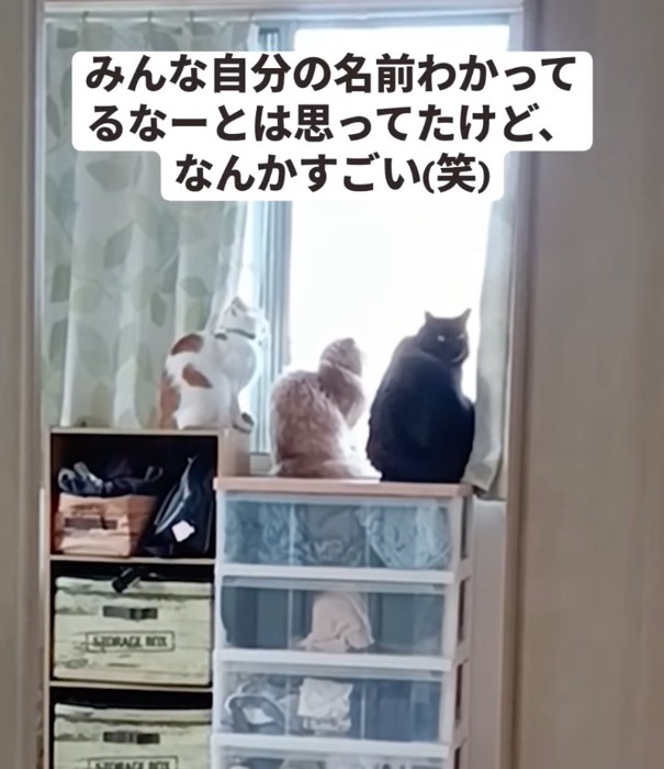 黒猫が振り返っている状況