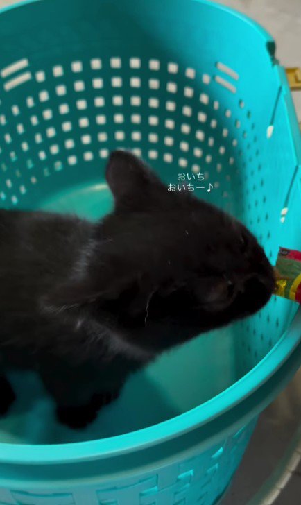 おやつを食べる子猫