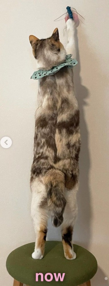 おもちゃで遊ぶ猫の背中