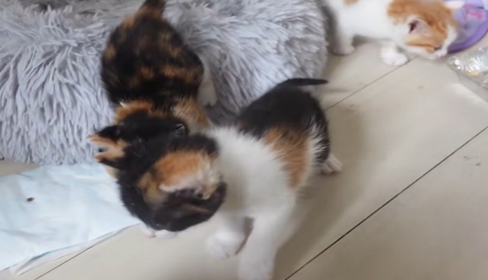 起きて動く子猫3匹