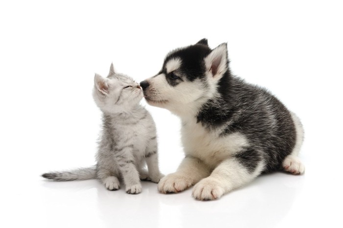 子犬とキスする子猫