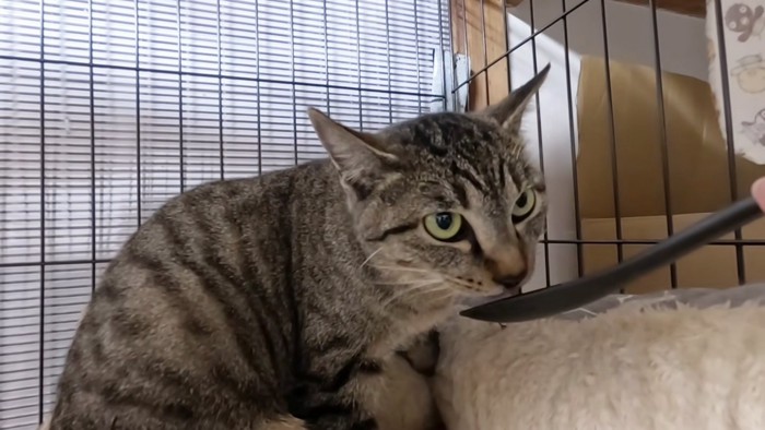 おやつを食べる猫