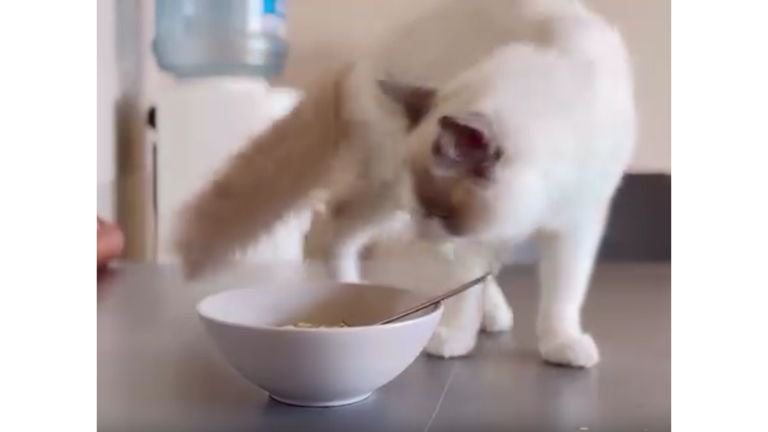 テーブルにいる猫