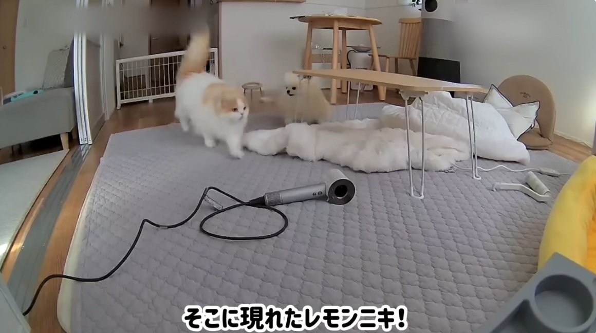 追いかけっこをする犬と猫