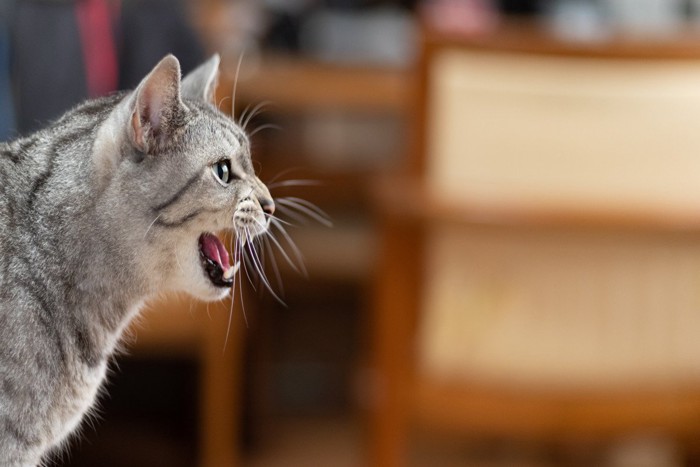 訴えるように鳴く猫