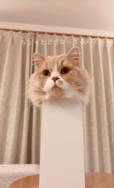 ファイルボックスに入っている猫