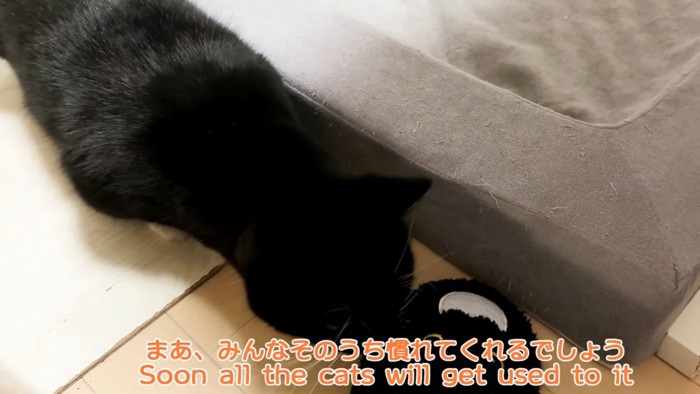 猫用ベッドの脇で片方のスリッパの匂いを嗅ぐ猫