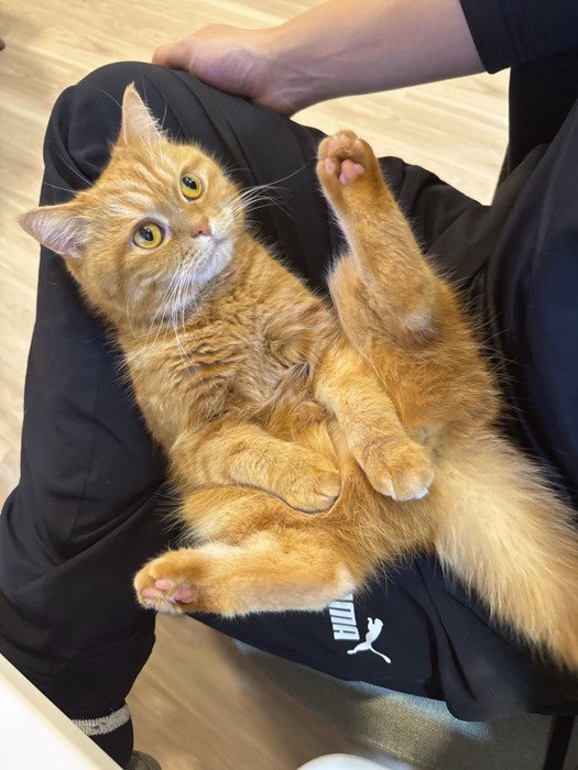 膝の上に座るにゃむちゃん