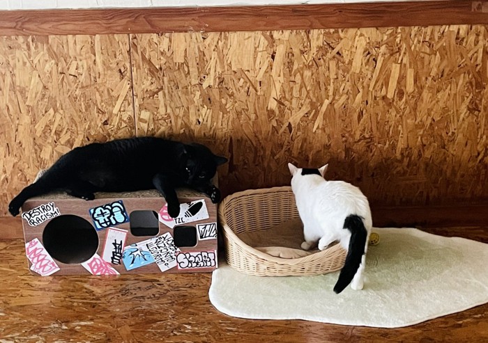 カゴの中に入る白黒猫