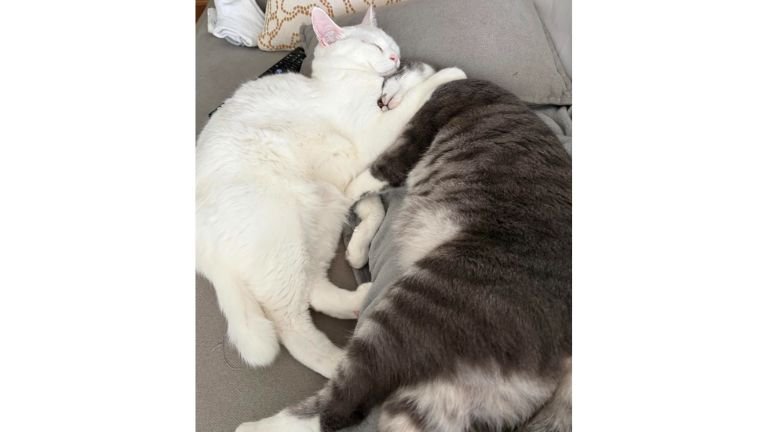 寝ている猫たち