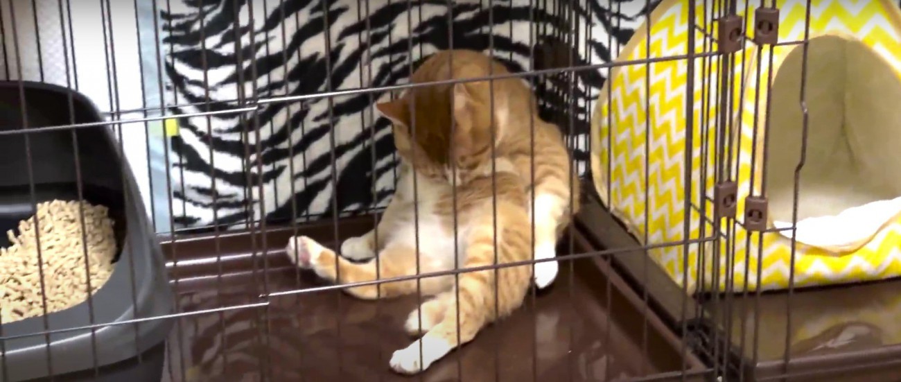 ケージの中の猫