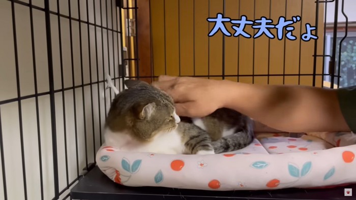 優しくなでるパパさん