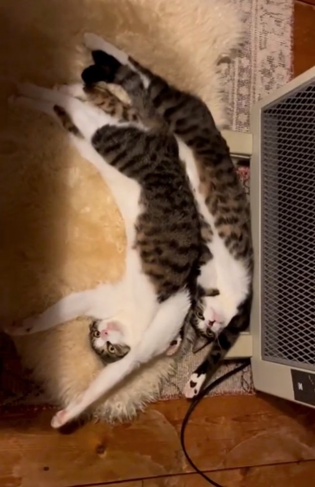 同じポーズの猫3