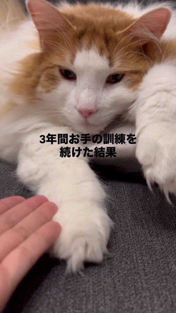 猫に手を差し出す飼い主