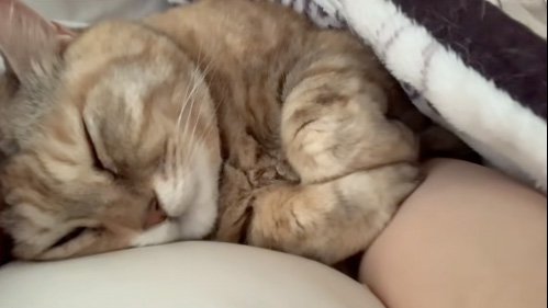 足を丸める猫