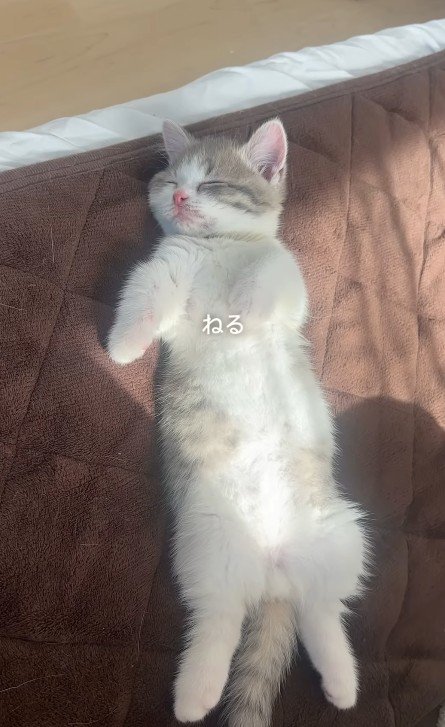 寝るおそばくん