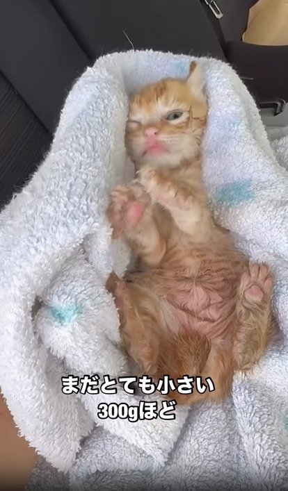 タオルにくるまれる子猫