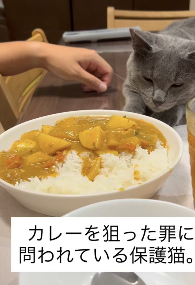 カレーを狙う猫