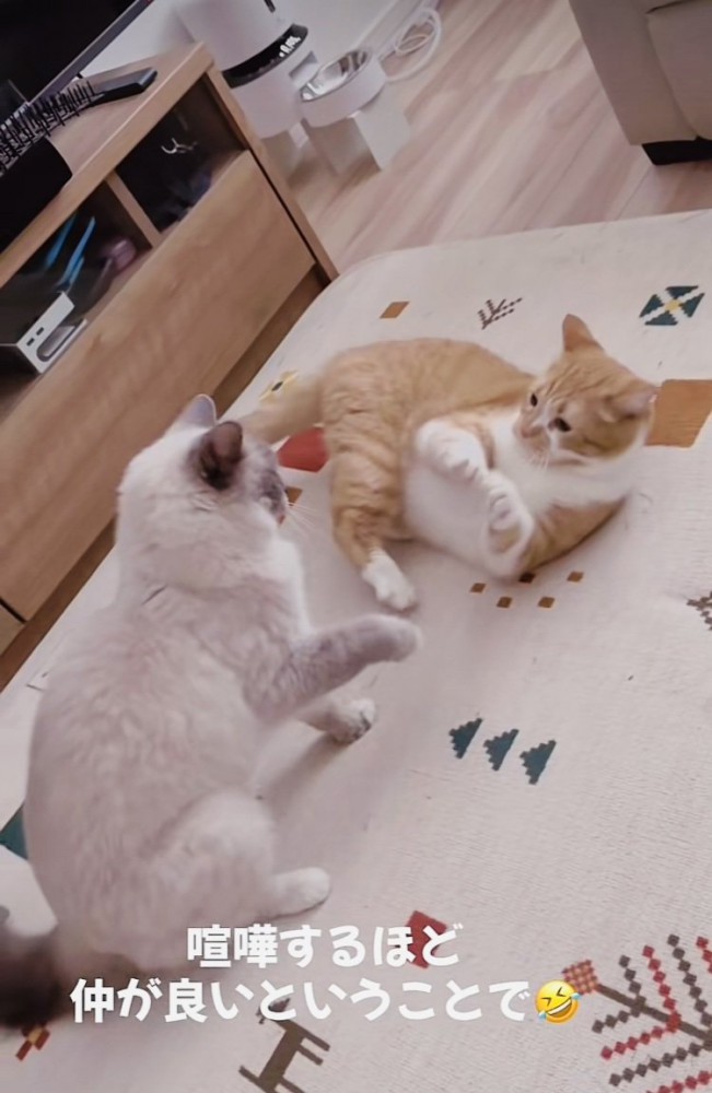 ケンカするマンチカンとラグドール