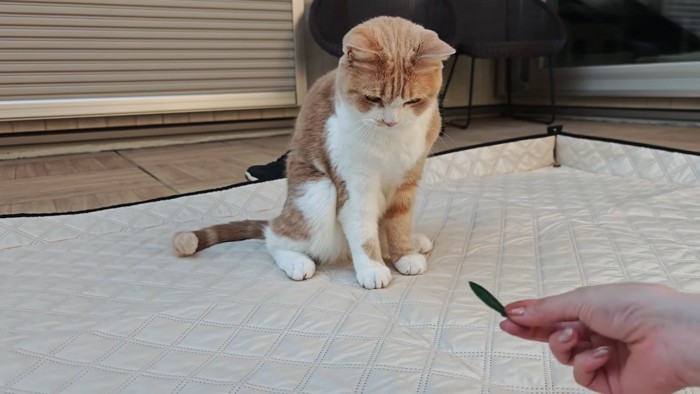 オリーブの葉で遊ぶちくわくん