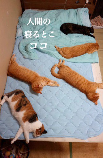 左上のスペースを残して布団に広がって眠る猫たち