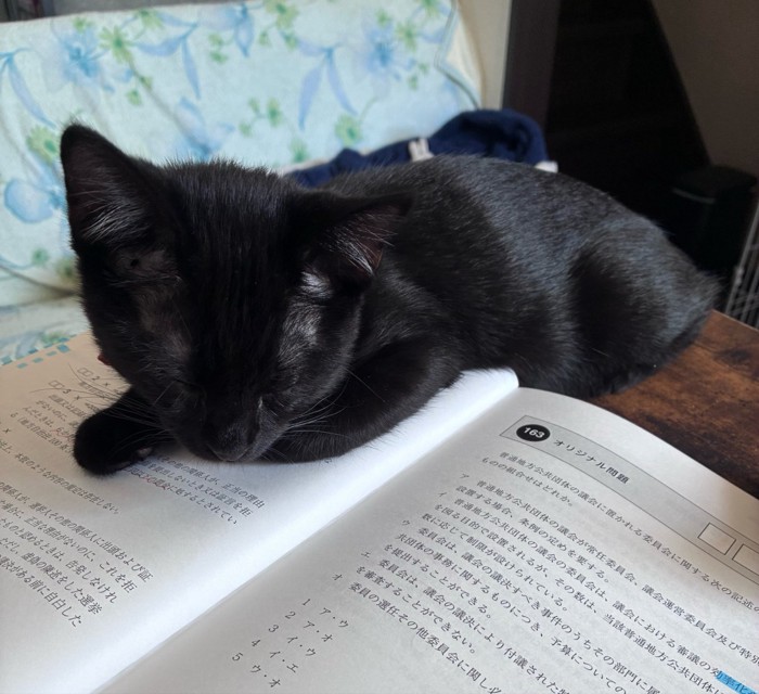 眠る猫