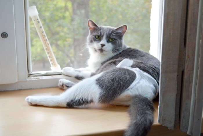 窓際にいるおむつをつけた猫