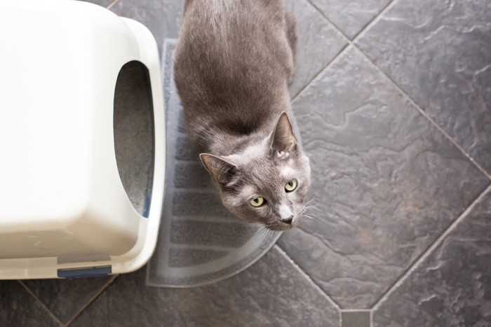 カバーつきのトイレの前で見上げる猫