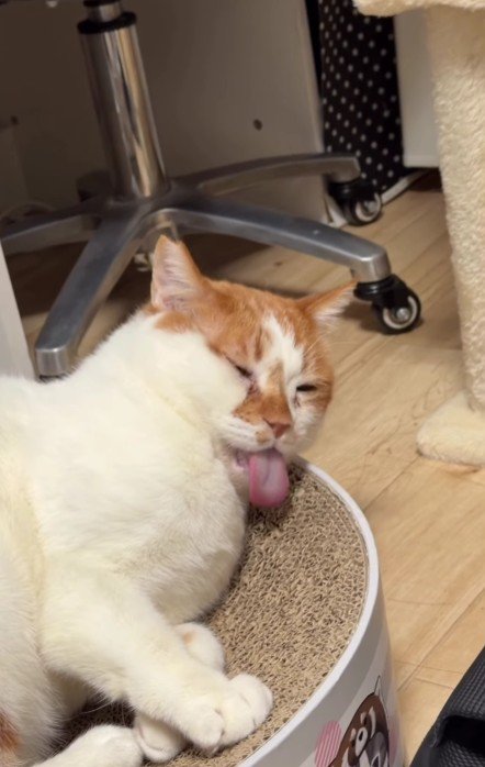 リラックスしている猫