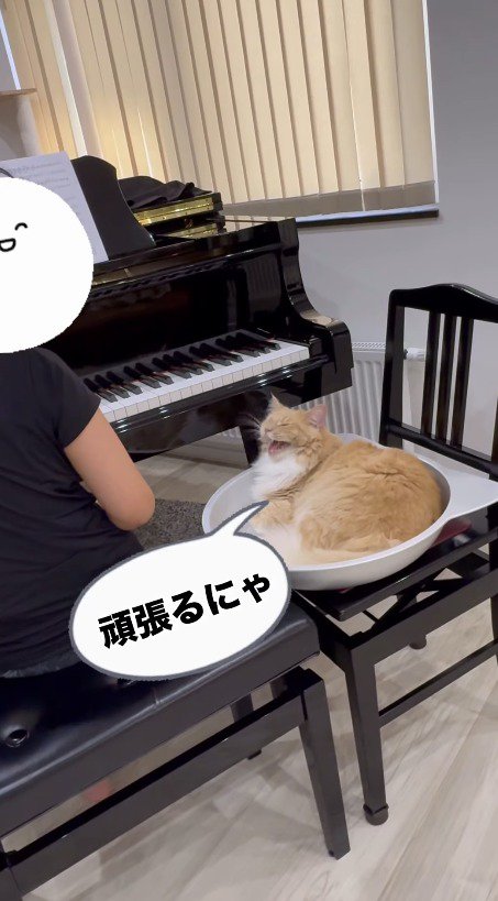 家族に鳴き声をあげるクリーム色の猫