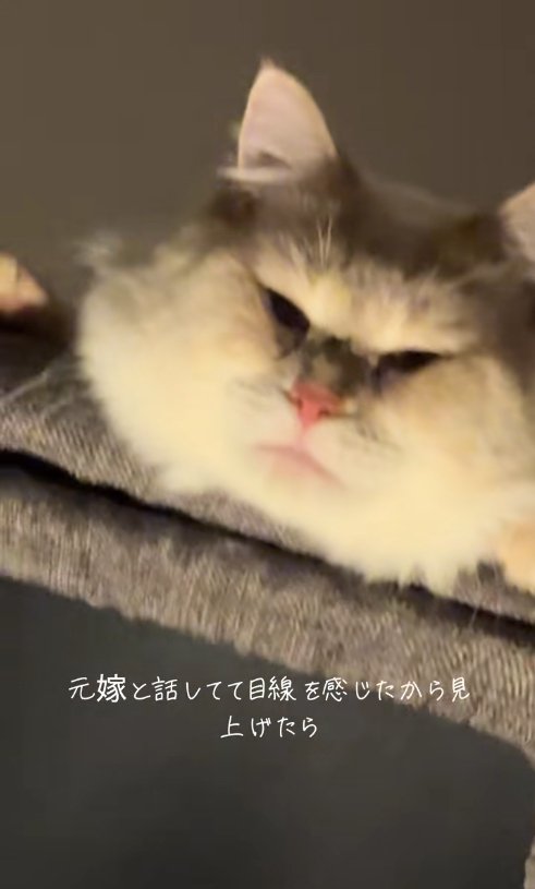 キャットタワーの上から顔を出す猫（画面右寄りアップ）