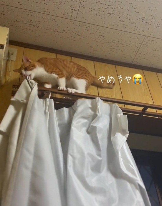 カーテンを噛むこっちゃん