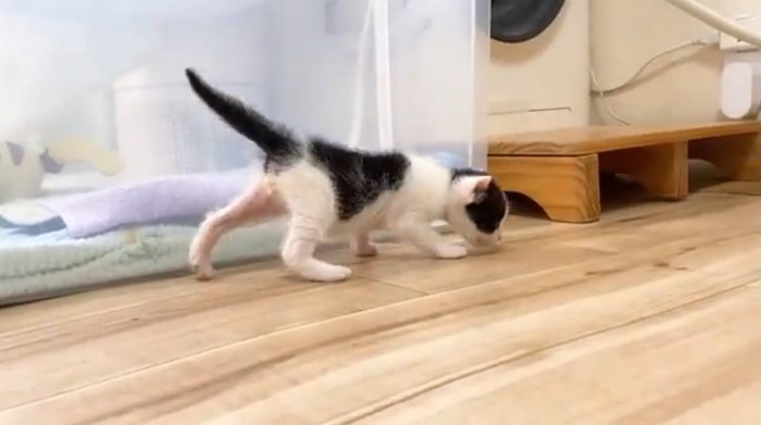 部屋を歩く子猫