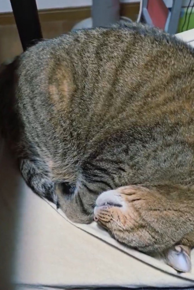 イスの上に丸まって眠る猫