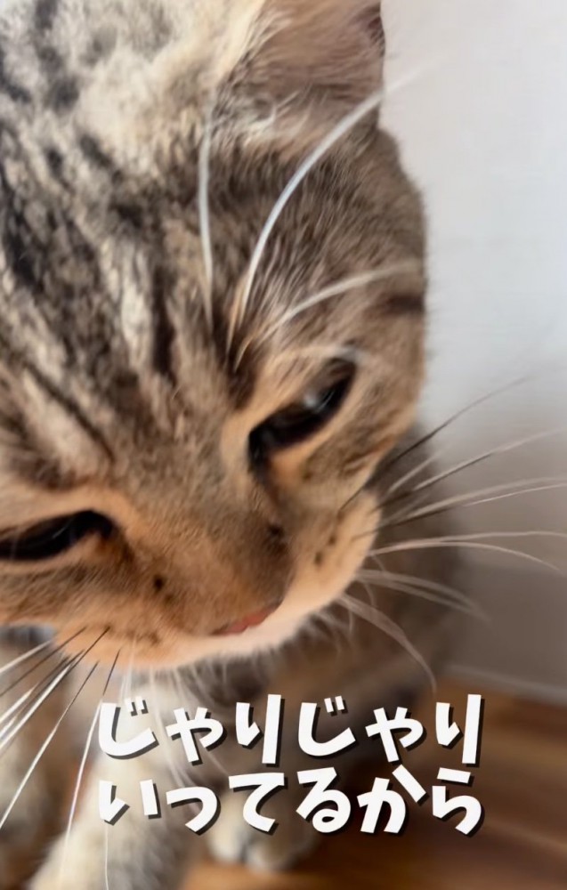 不快そうな猫