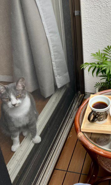 窓際にいる猫%%何をしているのか気になるのかな?