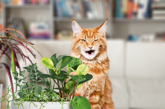 猫と観葉植物