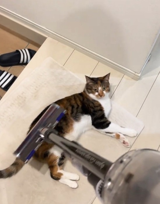 掃除機を見る猫