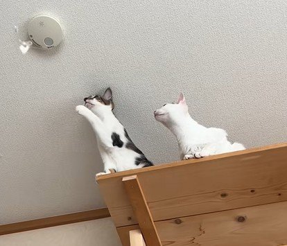 「正常です」と流れる音声