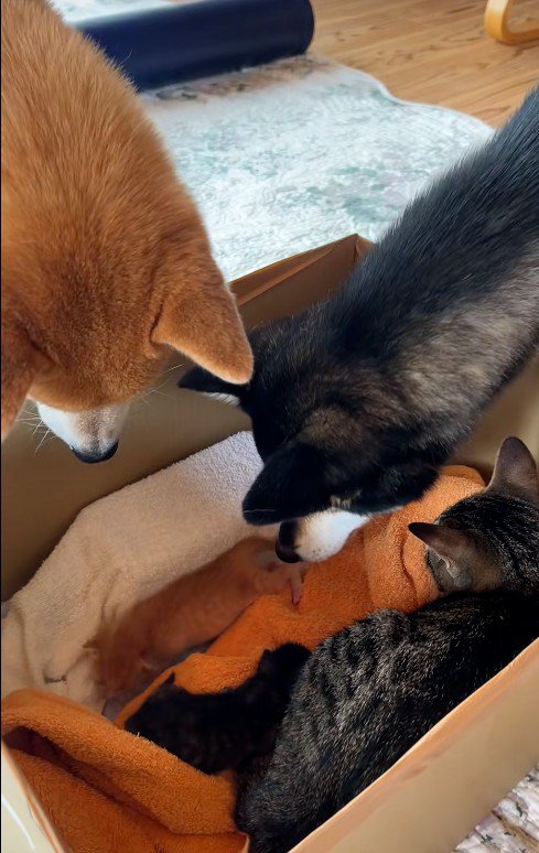 段ボールの中に入っている猫たちとそれを見ている犬