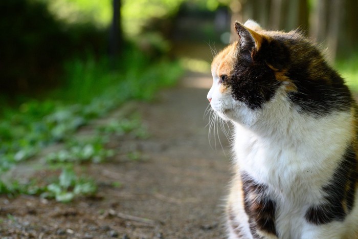 横を向く猫